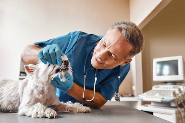 Best Emergency Dental Surgery in Cascade Valley, WA